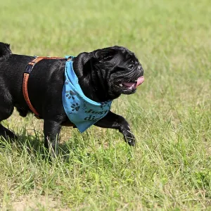 Pug, neckerchief