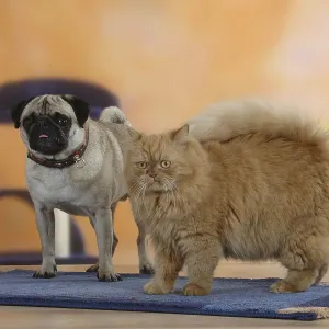 Pug and Persian Cat Print