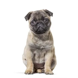 Pug puppy sitting, looking intently at camera Pug puppy sitting, looking intently at camera