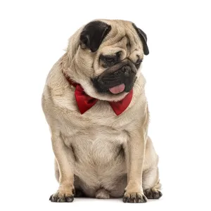 Pug with a red bow tie sitting, isolated on white Pug with a red bow tie sitting, isolated on white