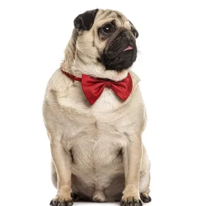 Pug with a red bow tie sitting, isolated on white Pug with a red bow tie sitting, isolated on white