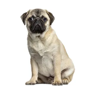 Pug sitting, 7 months old, isolated on white Pug sitting, 7 months old, isolated on white