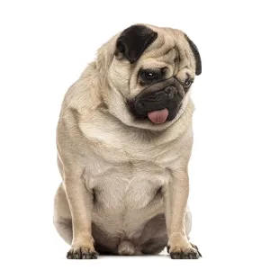 Pug sitting sticking the tongue, isolated on white Pug sitting sticking the tongue, isolated on white