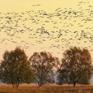 Pulling Greylag goose ( anser anser) in front of the red evening sky