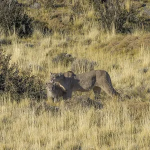 Two pumas in a grassy landscape