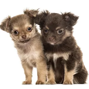 Two puppies chihuahua, 2 months sitting Two puppies chihuahua, 2 months sitting