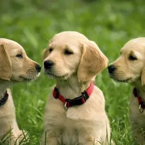 Three puppies of golden retriever in grass