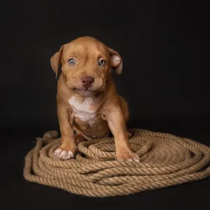 Puppy American Pit Bull Terrier sitt on a jute cord on black background in studio Puppy American Pit Bull Terrier sitt on a jute cord on black background in studio