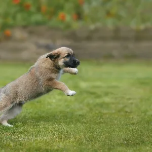 Puppy dog jumping and playing on grass Puppy dog jumping and playing on grass