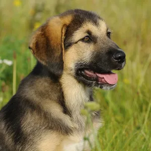 A puppy with hanging tongue sits on a sunny meadow