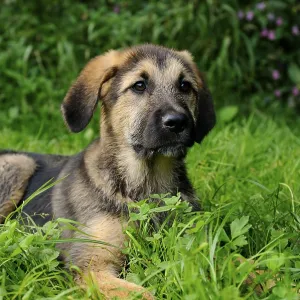 The puppy lies relaxed in the grass