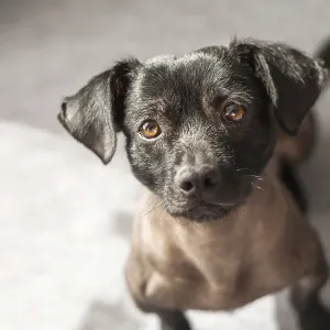 Puppy of mixed peruvian dog looking straight to the camera Puppy of mixed peruvian dog looking straight to the camera