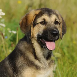 A puppy with open mouth can be seen on a green flower meadow