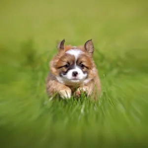 Puppy running towards the photographer in a green meadow Puppy running towards the photographer in a green meadow
