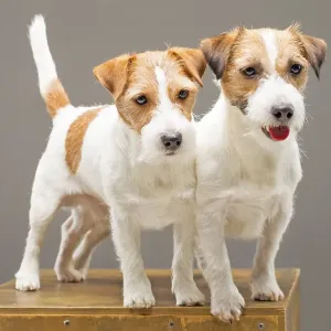 Two purebred Jack Russell pose in studio and look at camera
