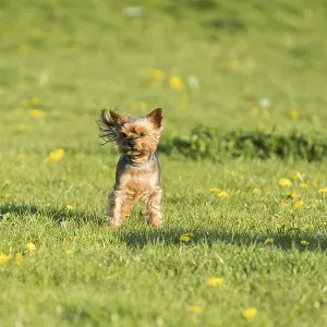 Purebred york dog stands on the green meadow Purebred york dog stands on the green meadow
