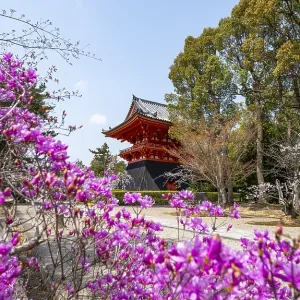 Purple blooming tree in spring with Shoro bell tower Purple blooming tree in spring with Shoro bell tower