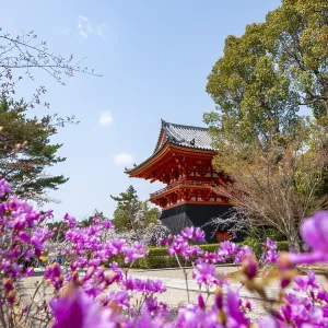 Purple blooming tree in spring with Shoro bell tower