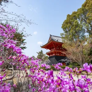Purple blooming tree in spring with Shoro bell tower Purple blooming tree in spring with Shoro bell tower