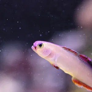 Purple Cap Firefish Print - Tropical Reef Scene