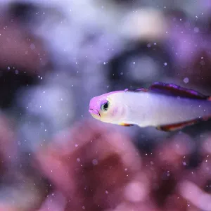 Purple Cap Firefish Print, Nemateleotris decora