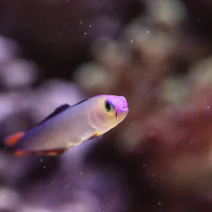 Purple Cap Firefish Print - Tropical Reef Scene