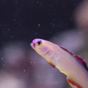 Purple Cap Firefish Print - Tropical Reef Scene