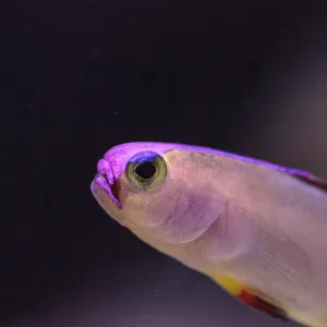 Purple Cap Firefish Print - Tropical Reef Scene