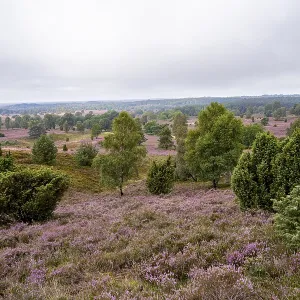 Purple flowering heath, broom heather and juniper bushes Purple flowering heath, broom heather and juniper bushes