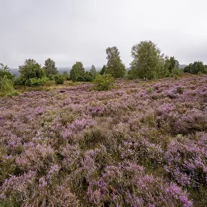 Purple flowering heath, broom heather and juniper bushes Purple flowering heath, broom heather and juniper bushes