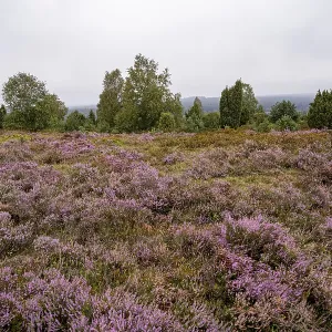 Purple flowering heath, broom heather and juniper bushes Purple flowering heath, broom heather and juniper bushes