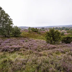 Purple flowering heath, broom heather and juniper bushes Purple flowering heath, broom heather and juniper bushes