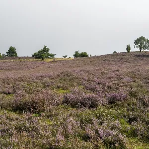 Purple flowering heath, broom heather and juniper bushes Purple flowering heath, broom heather and juniper bushes