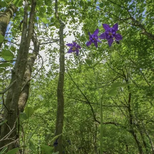 Purple flowers blooming in a lush