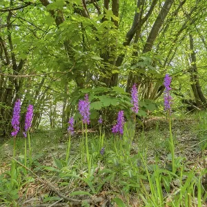 Purple flowers grow in a dense