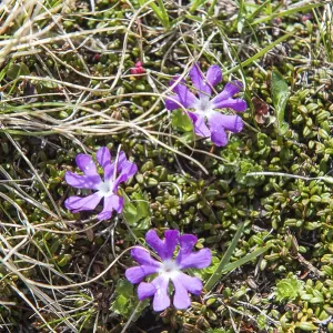Purple flowers, least primrose (Primula minima)