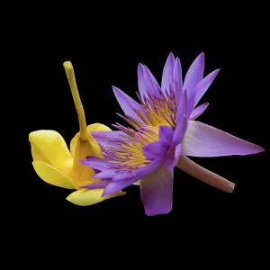Purple lotus and yellow flower buddhist ceremonial accessories