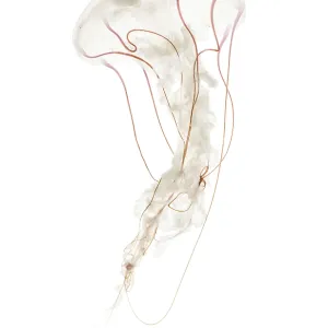 Purple-striped jellyfish, Chrysaora colorata Purple-striped jellyfish, Chrysaora colorata