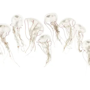 Purple-striped jellyfish, Chrysaora colorata Purple-striped jellyfish, Chrysaora colorata