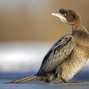 Pygmy Cormorant (Microcarbo pygmaeus)