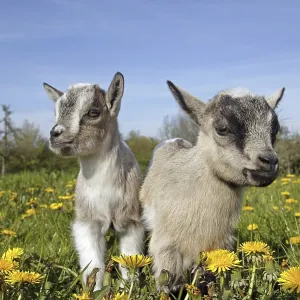 Pygmy goat (capra hircus), 3-month-old young animal with flowers
