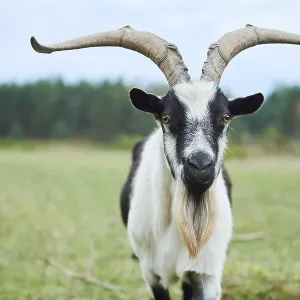 Bavaria Pygmy Goat Print, Germany