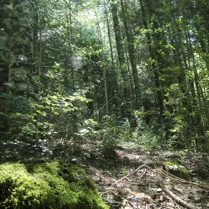 Pyrenees trees forest mountain scenic in summer nature