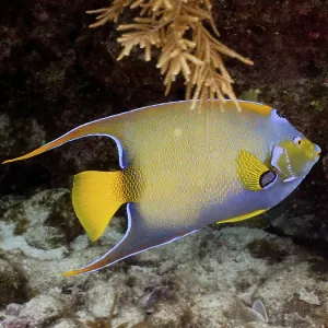 Queen angelfish (Holacanthus ciliaris)