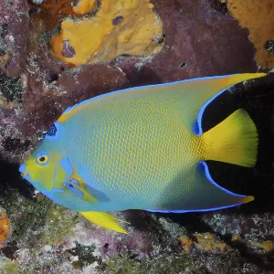 Queen Angelfish (Holacanthus ciliaris)