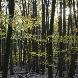 A quiet autumn forest with sunlight shining through the trees A quiet autumn forest with sunlight shining through the trees