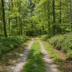 A quiet forest path, surrounded by green trees and foliage A quiet forest path, surrounded by green trees and foliage