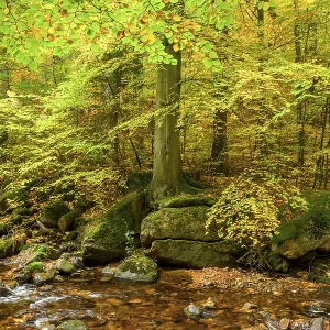 A quiet forest with a small stream and trees full of autumn leaves on the Ilse River