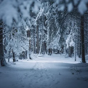 A quiet path covered with snow leads through a forest A quiet path covered with snow leads through a forest