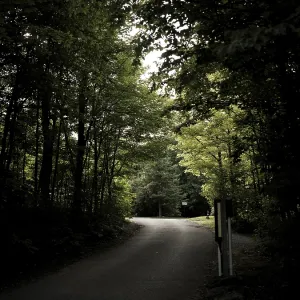 A quiet road in a dense forest with overhanging trees creating a peaceful